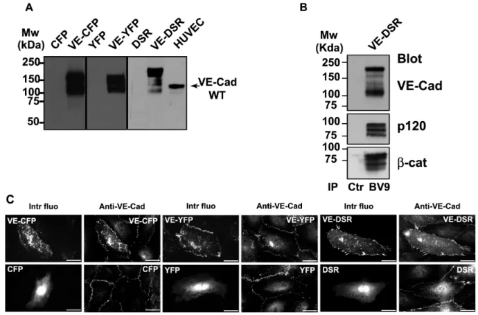 FIG.  2.  Characterization  of  the  fluorescent  proteins  VE-CFP,  VE-YFP  and  VE-DSR