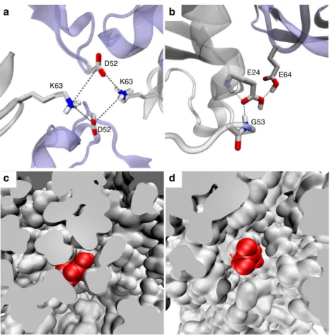 Fig. 4 Intermolecular and intramolecular interactions that affect β -turn motion. a, b Intermolecular interactions involving the β -turn region in MPD-ub.