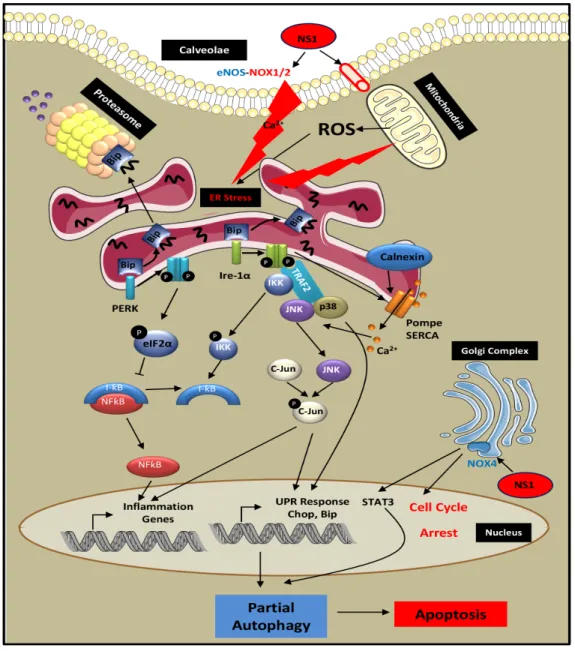 Figure 7: Scheme of potential mechanisms for NS1-induced melanoma cell death.  By a direct effect of NS1 on a calcium  redox-dependent ion channel or by an indirect effect of NS1 mediated by eNOS inhibition in close proximity to caveolae, NS1 induced  an e