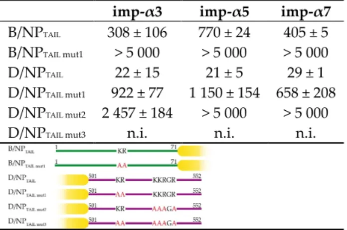 Table 4. Effects of mutations in B/NP TAIL  and D/NP TAIL  on the affinities for the human importins-α