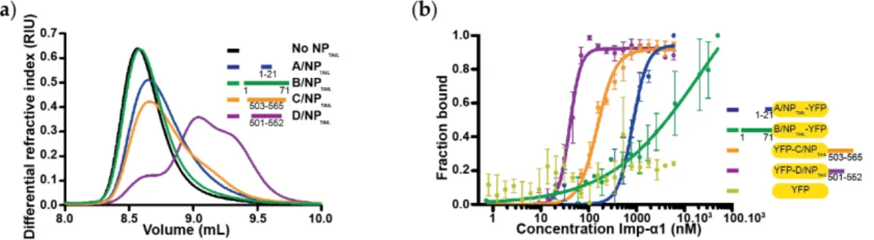Figure 5. Binding of influenza nucleoproteins tails to importin-α1. (a) Dissociation of importin-α1  dimers by competition with NP TAIL  using a SEC-MALLS-RI experiments