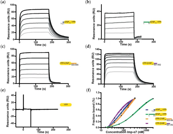 Figure 4. Affinity between YFP-NP TAILs  and human importin-α7 by surface plasmon resonance (SPR)