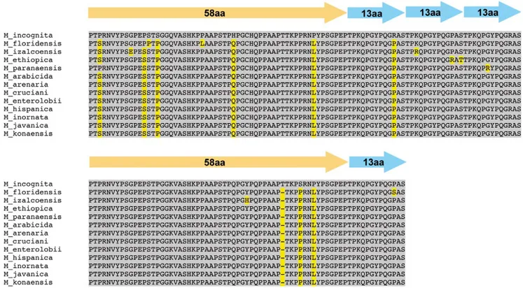 Figure 3. Multiple alignment of the repetitive domains of the MAP-1.1 deduced protein sequences from Meloidogyne spp