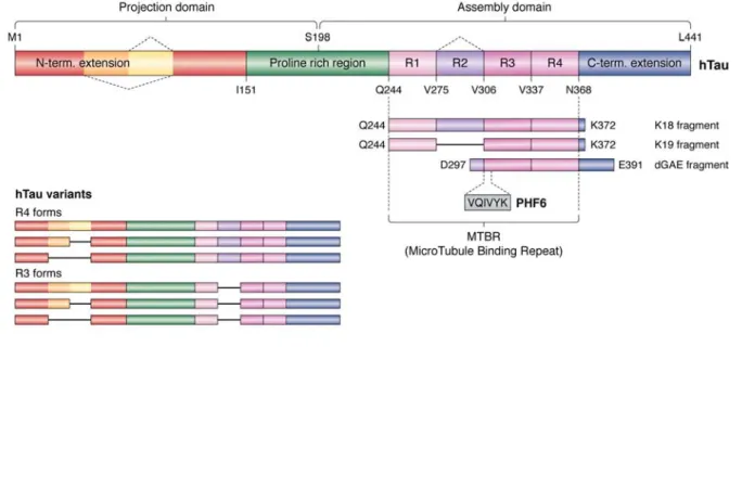 Figure 1 Primary structure of the longest isoform of human Tau, with its different domains