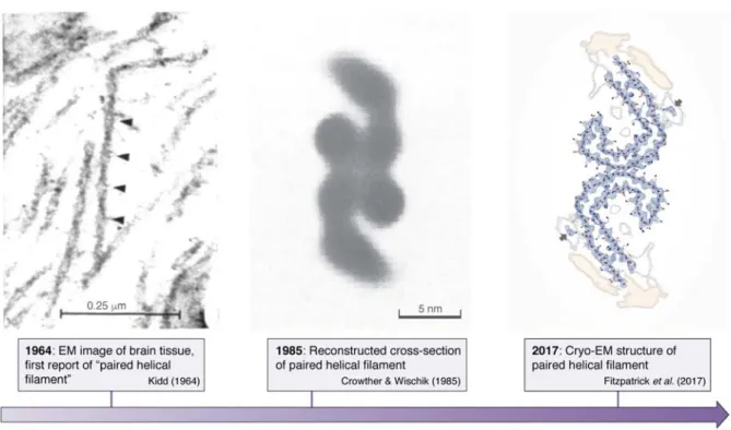 Figure 2 Structural detail as available over time for the Tau fibers formed in the brain of AD patients