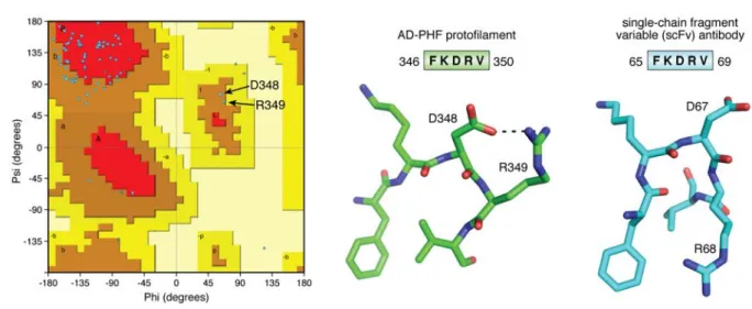Figure 3 The turn around D348 in the AD fibers. (left) Ramachandran plot of one chain of the AD-PHF  protofilament, showing the positive ,values for D 348  and R 349 