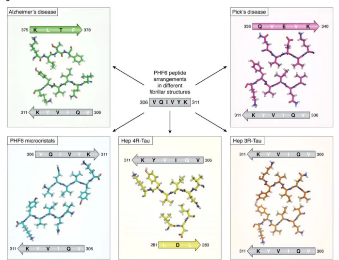 Figure 4. Different arrangements of the PHF6 peptide in the different fibrillar structures