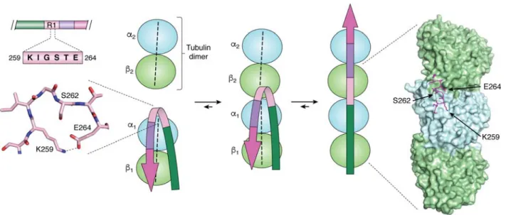 Figure 5. The structural switch of the I 260 GSTE 264  peptide (left) Turn adopted by the I 260 GSTE 264  peptide in the  PiD 3R-Tau fibrillar structure (13), (middle) NMR based model of the transition of this peptide from a turn when  bound to a single tu