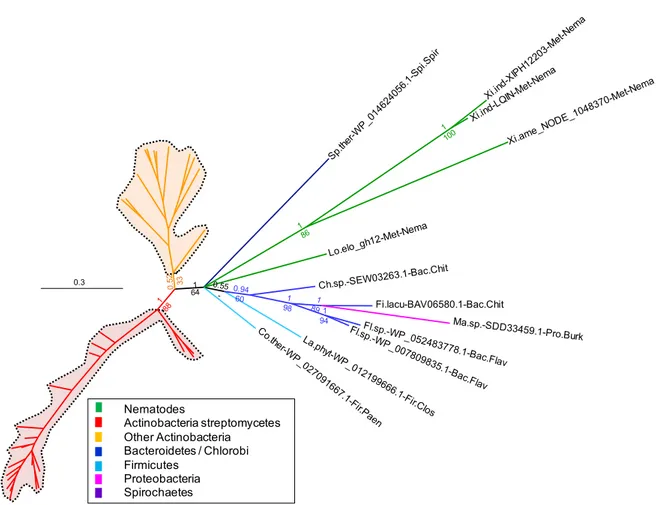 Figure 2. Phylogenetic tree of X. index, X. americanum, and L. elongatus GH12 protein and homologs