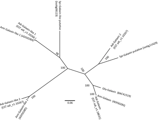 Figure 7. Galaxin phylogenetic tree. Galaxin and Galaxin-like sequences from different species: Spi-Stylophora pistillata, Adi-Acropora digitifera, Ami-Acropora millepora, Gfa- Galaxea fascicularis were used for phylogenetic analysis