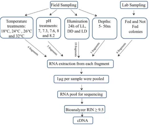 Figure 2. Flow chart of the experimental procedure. RNA was extracted from adult colonies of Stylophora pistillata from field and laboratory maintained colonies