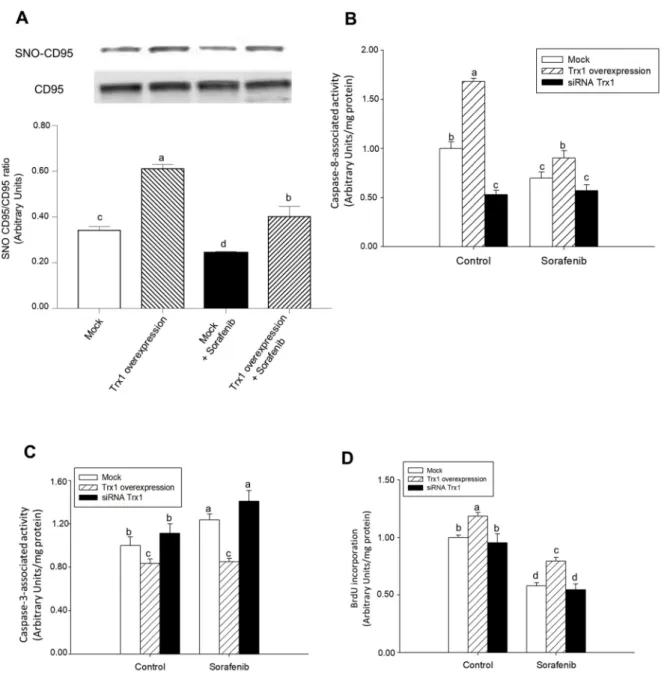 Fig. 4. Sorafenib reduced, but Trx1 had the opposite effect, SNO-CD95/CD95 ratio, caspase-8 activity, and cell proliferation, while increased caspase-3 activity in HepG2