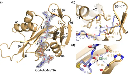 Fig. 3 Structure of the AtNAA60/CoA-MV complex. (a) AtNAA60 is shown in light brown and the bisubstrate analog is shown as blue sticks with nitrogen, oxygen, phosphorus and sulfur shown in blue, red, orange and yellow, respectively