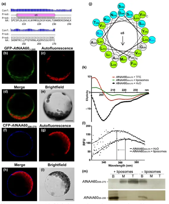 Fig. 4 Contribution of the AtNAA60 C-terminus to subcellular localization. (a) The secondary structure prediction of the AtNAA60 C-terminus was done with the PSIPRED server (Buchan &amp; Jones, 2019) and shows the predicted a 5 (amino acids 206 – 230)