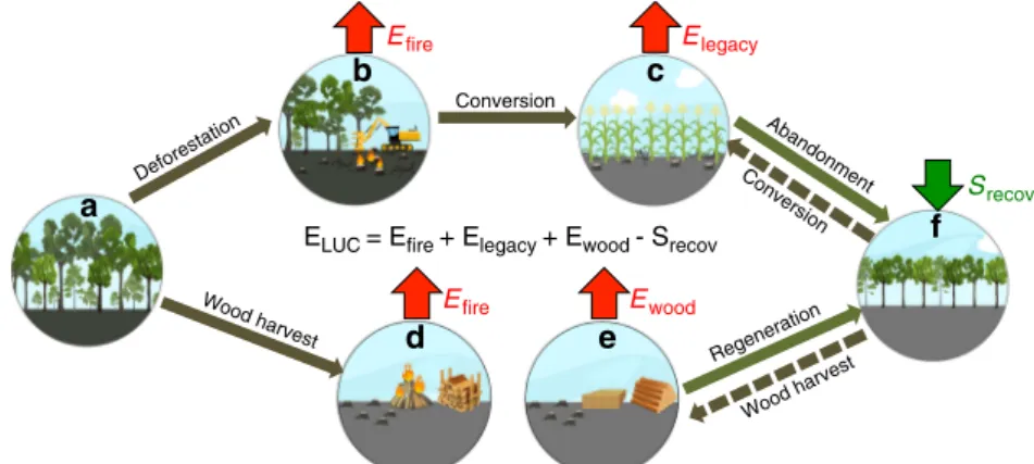 Fig. 1 LUC processes and associated carbon ﬂ uxes. LUC processes considered in this study are: conversion of intact land (exempli ﬁ ed as intact forest (a)) into agricultural land (c), forest wood harvest for fuel wood (d), and industrial wood (e), and reg