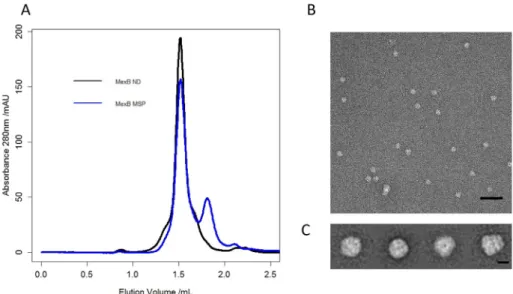 Fig. 1. A) Size Exclusion Chromatography elution pro ﬁ les for MexB-MSP (blue curve) and MexB  re-constituted in lipid nanodisc using the same MSP1E3D1 (MexB-ND)