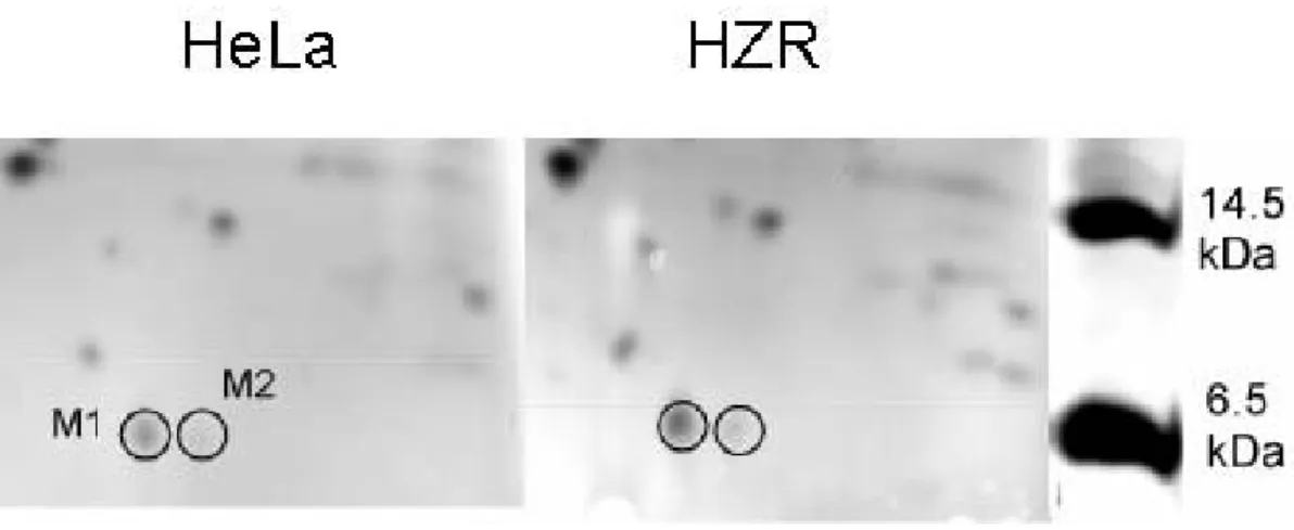 Figure 3. Low molecular weight part of 2-D electrophoretic gels of total HeLa (left) and  HZR (right) cell extracts