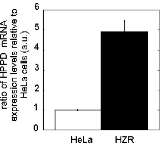 Figure 6. Real-time PCR of HPPD. Real-time quantitative, reverse transcriptase polymerase  chain reaction experiments were carried out with total RNA purified from HeLa (empty bars)  and HZR cells (filled bars)