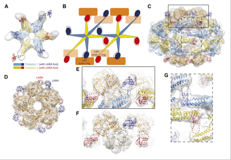 Figure 2. The structural organization of the LdcI–RavA cage. (A) The RavA hexamer is represented as two triskelia