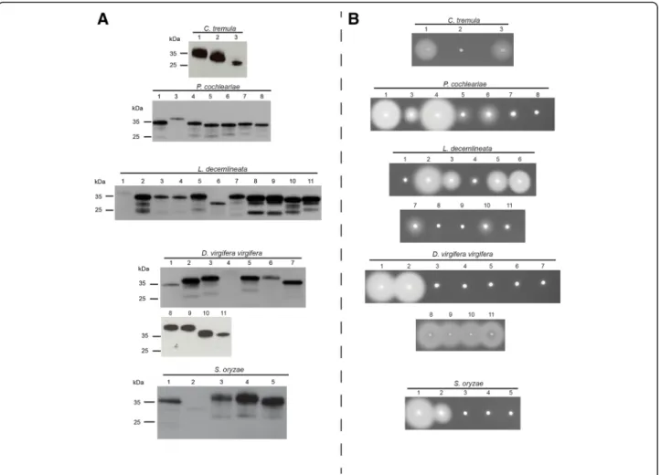 Fig. 1 Western blot and CMC-based agarose-diffusion assay of target GH45 proteins. a) Western blot of target recombinant enzymes expressed in frame with a V5/(His) 6 after heterologous expression in insect Sf9 cells