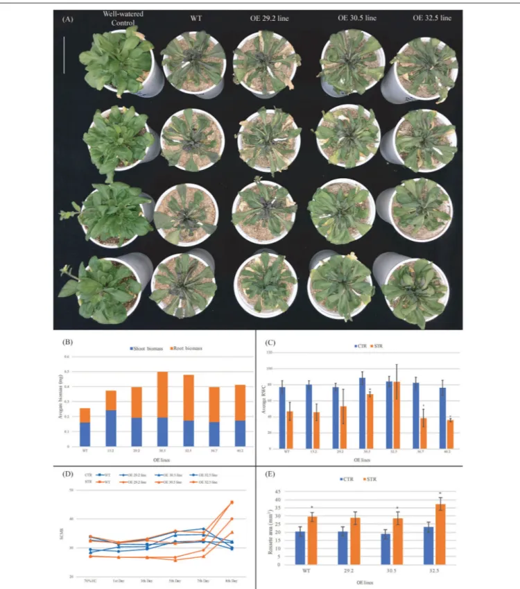 FIGURE 3 | Performance of 3 weeks old Arabidopsis plants from WT and AdDHN1 OE lines submitted to a dry-down treatment for 8 days (stressed plants; STR) and the corresponding irrigated control (control plants; CTR)