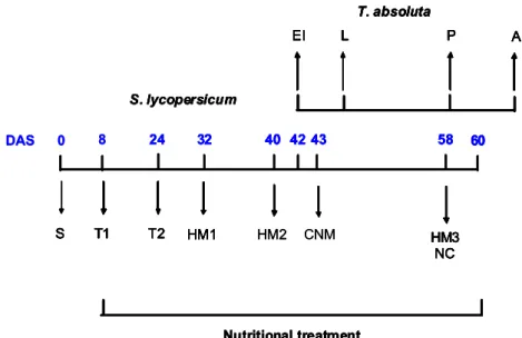 Figure 4 | Sampling protocol schedule including plant growth (S: plant seeding; T1/T2: routine plants transfer), T