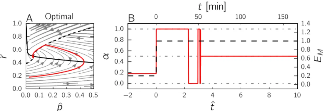 Fig 4. Optimal control of the self-replicator during a nutrient upshift. A: Optimal trajectory in the phase plane for the nondimensionalized model of Eqs 11 and 12, with streamlines