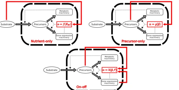 Fig 5. Alternative strategies for controlling the self-replicator of bacterial growth
