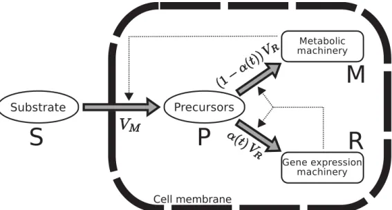 Fig 1. Self-replicator model of bacterial growth. External substrates S enter the cell and are transformed into precursors P through the action of the metabolic machinery M