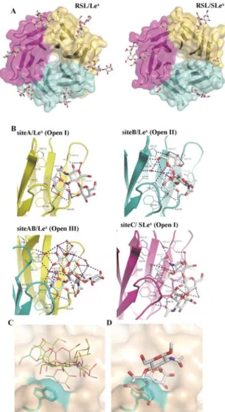 Figure 2. Crystal structures of RSL complexed with Le x  and SLe x .  A. The oligosaccharides are represented by stick models and the  proteins with surfaces of different colors coding for each monomer