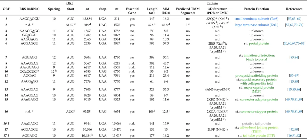 Table 3. SPP1 ORFs. The 80 ORFs of the SPP1 transcribed heavy chain were assigned as described in Material and Methods (see Section 2) and numbered following the original nomenclature of Alonso et al