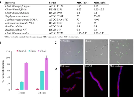 Fig. 4. RumC1 antimicrobial activity. (A) Activity spectrum of RumC1 against selected Gram-positive strains