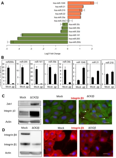 Figure 1. Modulation of miRNAs in ΔCK2β-MCF10A cells.  (A) Log2 fold change of the main  miRNAs modulated in CK2β-depleted versus parental MCF10A cells measured by miRNA array  analysis; (B) Changes of miRNA expression between CK2β-depleted and Mock-MCF10A