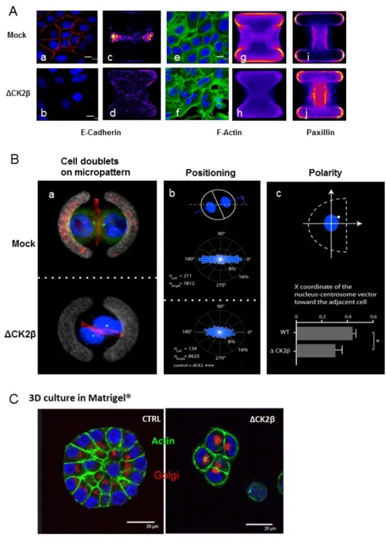 Figure 3. ΔCK2β- and Mock-MCF10A cell positioning and polarity. (A) Mock and ΔCK2β- MCF10A  cells cultured as monolayer (a,b,e,f) or as doublets on H-shaped micropatterns (c,d,g–j) were stained  for DNA (blue, a,b,e,f), E-cadherin (red, a–d), F-actin (gree