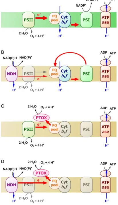 Fig. 2. Hypothetical alternative electron transport pathways in senescing leaves. (A) Photosynthetic linear 