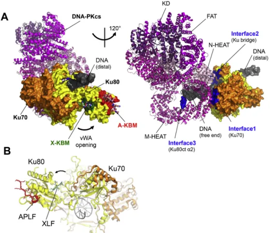 Fig. 4. Integrated model for the interactions between Ku70-Ku80-DNA and DNA-PKcs, APLF and XLF