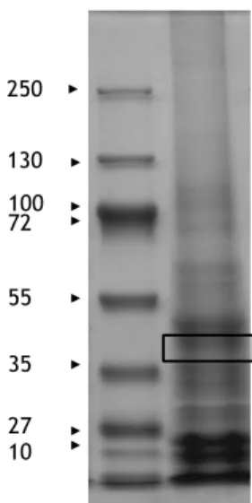 FIGURE S2. RBCL in Chlamydomonas strain 10-6C: identification by mass spectrometry. 