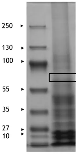 FIGURE S7. Identification of Chlamydomonas PTAs by mass spectrometry.  