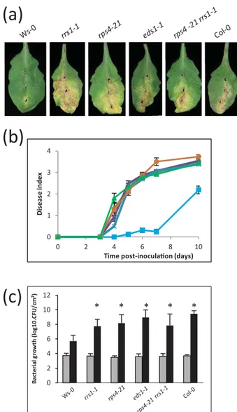 Fig. 4 The mutants rrs1-1, rps4-21, rps4-21 rrs1-1 and eds1-1 are susceptible to XccCFBP6943