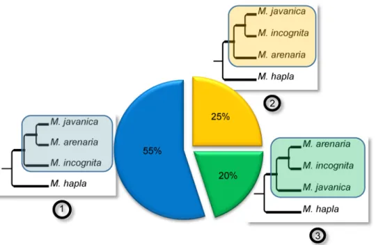 Fig 4. Phylogenetic relationships between duplicated regions in the genomes of apomictic Meloidogyne
