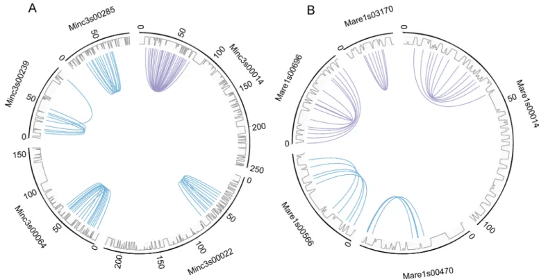 Fig 2. A genome structure consistent with absence of meiosis. Five pairs of duplicated homologous collinear regions co-occur on a same scaffold in M