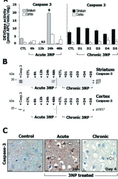 Figure 6. Study of caspase-3 in rats after acute or chronic 3-NP treatment. A, Caspase-3- Caspase-3-related DEVDase proteolytic activity in striatal and cortical homogenates