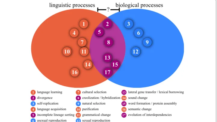 Fig. 2 Contrasting purely linguistic, purely biological, and analogous processes in linguistics and biology