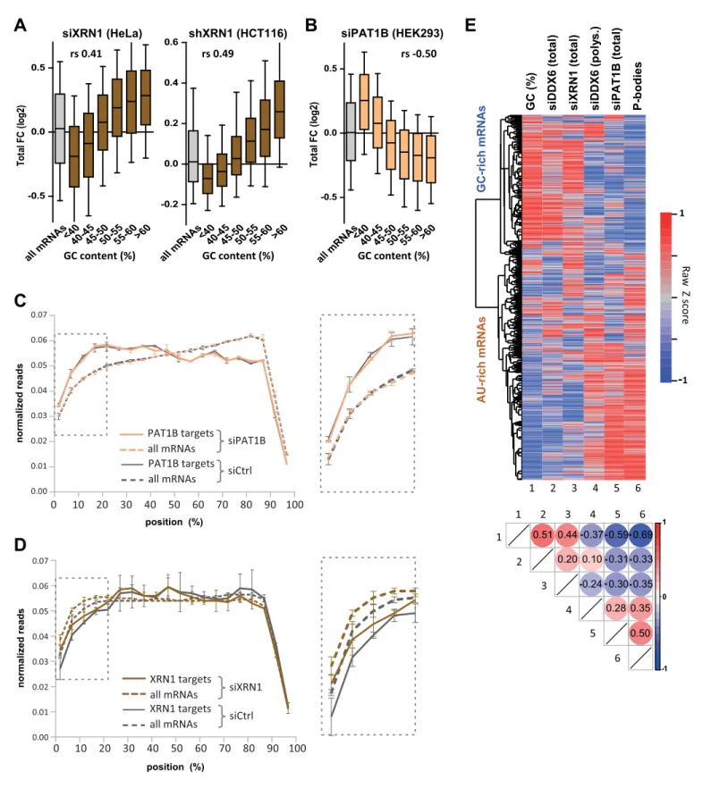 Figure 4. XRN1 and PAT1B targets have distinct GC content. (A) mRNA stabilization after XRN1 silencing in HeLa and HCT116 cells applies to GC-rich mRNAs