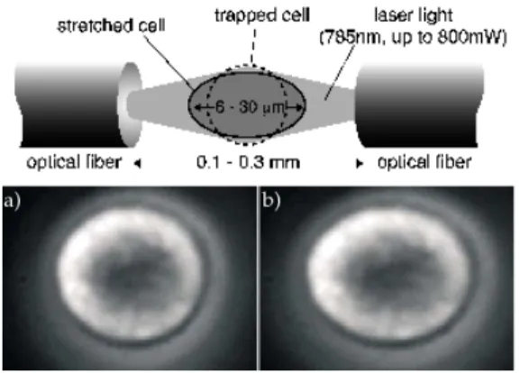 Figure 3: Top: representation of the all-fiber OS put forward by Guck et al. Bottom: a red blood cell, approximately 10 µm in diameter, trapped by OS: before (a) and during (b) stretching (Guck et al., 2001, 2002)