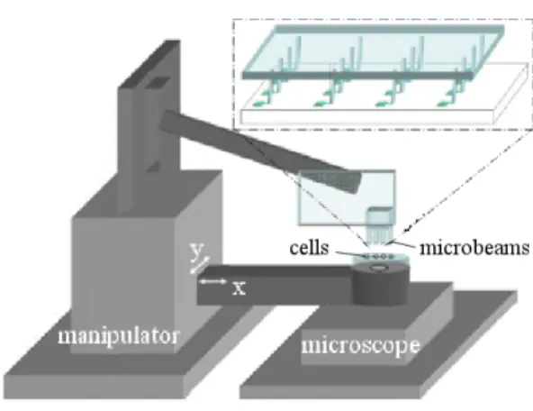 Figure 10: Concept of a micropost array where axons of tens of neurons can be stretched in parallel via the translation of a distant micropositioning stage
