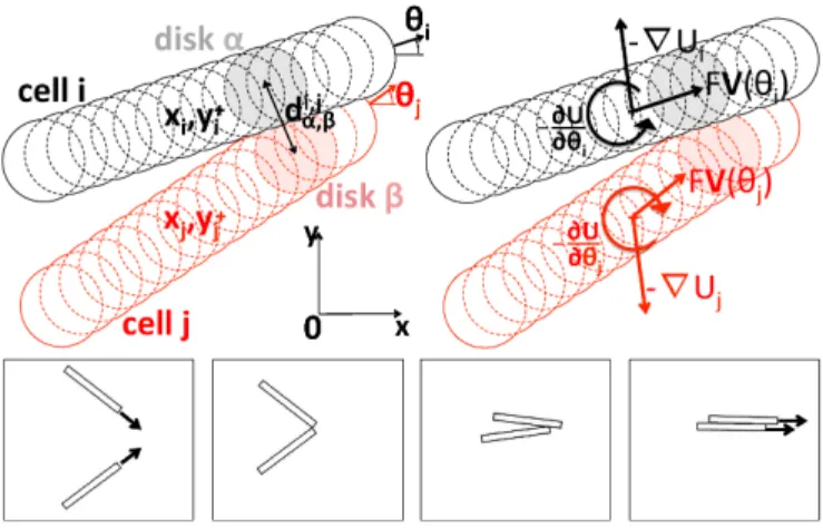 FIG. 2: Interactions in the SPR model. Top: Sketch of two interacting rods in the SPR model