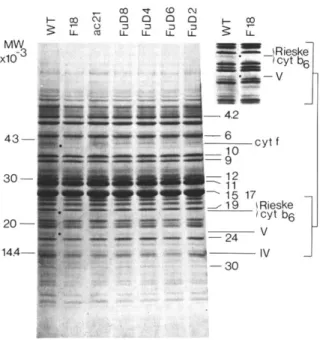 Fig.  3.  Immunoblots  on  a  b6/f complex preparation  and  on  thylakoid  membranes  from wild type (WT) and  b6/f  mutant  strains  after  urea-SDS  polyacrylamide  gel  eleetrophoresis
