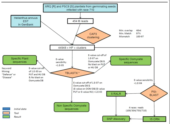 Figure 1 Workflow of the study analysis. HU = Heliagene database (DB), * = performed on Heliagene DB, GenBank DB, PUT DB, SwissProt DB, TAIR DB and a local oomycete database (OOM).