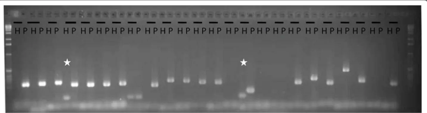 Figure 3 PCR amplification of a subset of the 49 predicted oomycete sequences. PCR amplification was performed with H.annuus PSC8 DNA (H) and P
